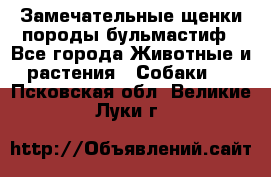 Замечательные щенки породы бульмастиф - Все города Животные и растения » Собаки   . Псковская обл.,Великие Луки г.